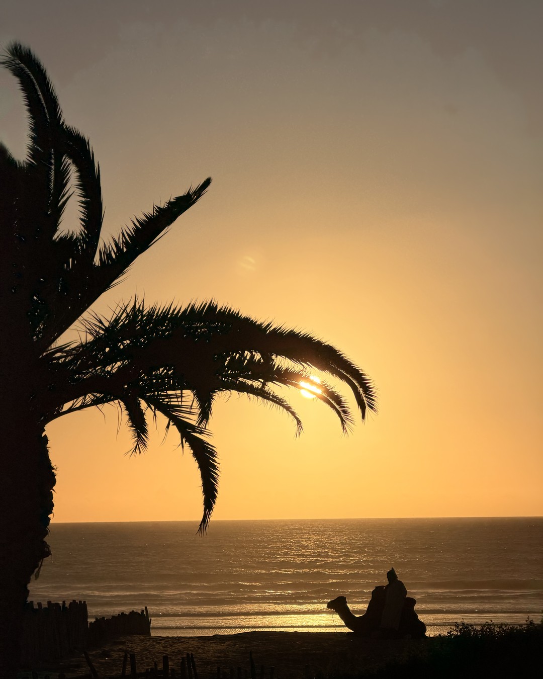 Palm fronds silhouetted against a golden sunset over the sea on the Moroccan coast