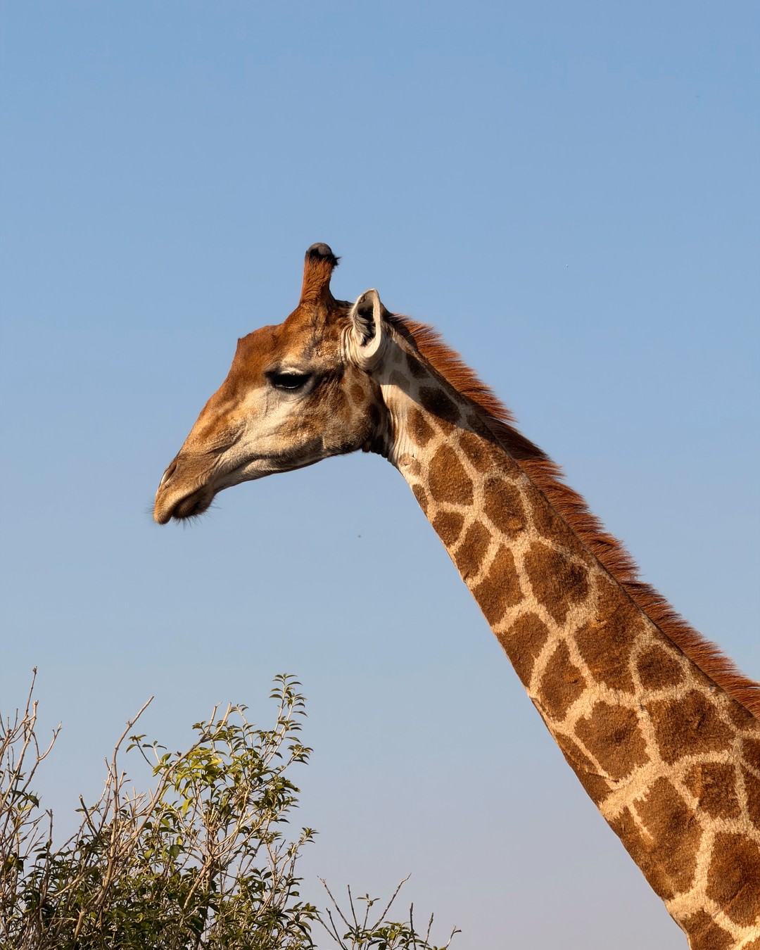 Close up of a giraffe's head and neck against a clear blue sky at Welgevonden