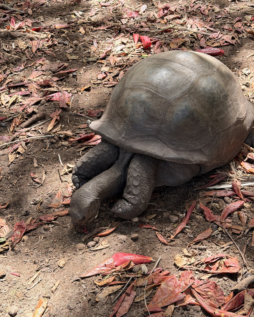 A giant Aldabra tortoise on Curieuse Island in Seychelles