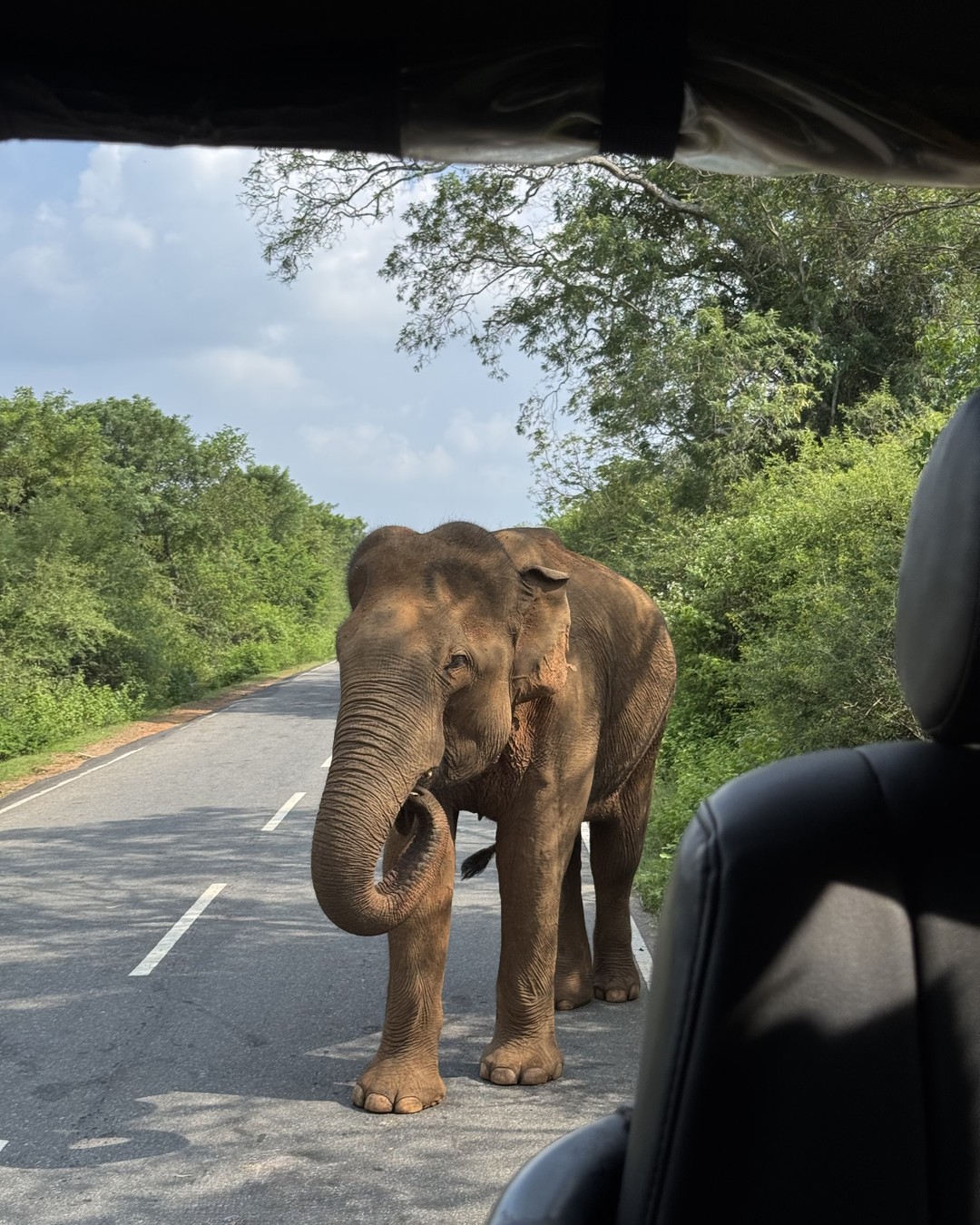 Wild elephant standing on a road surrounded by jungle near Yala National Park, Sri Lanka